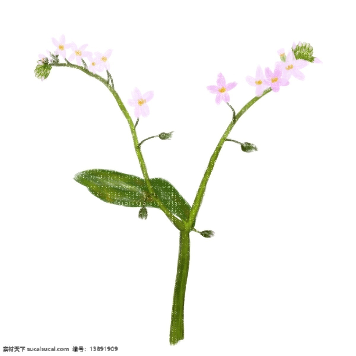 勿忘我花朵 勿忘我 花朵 植物 花儿 简单 树叶