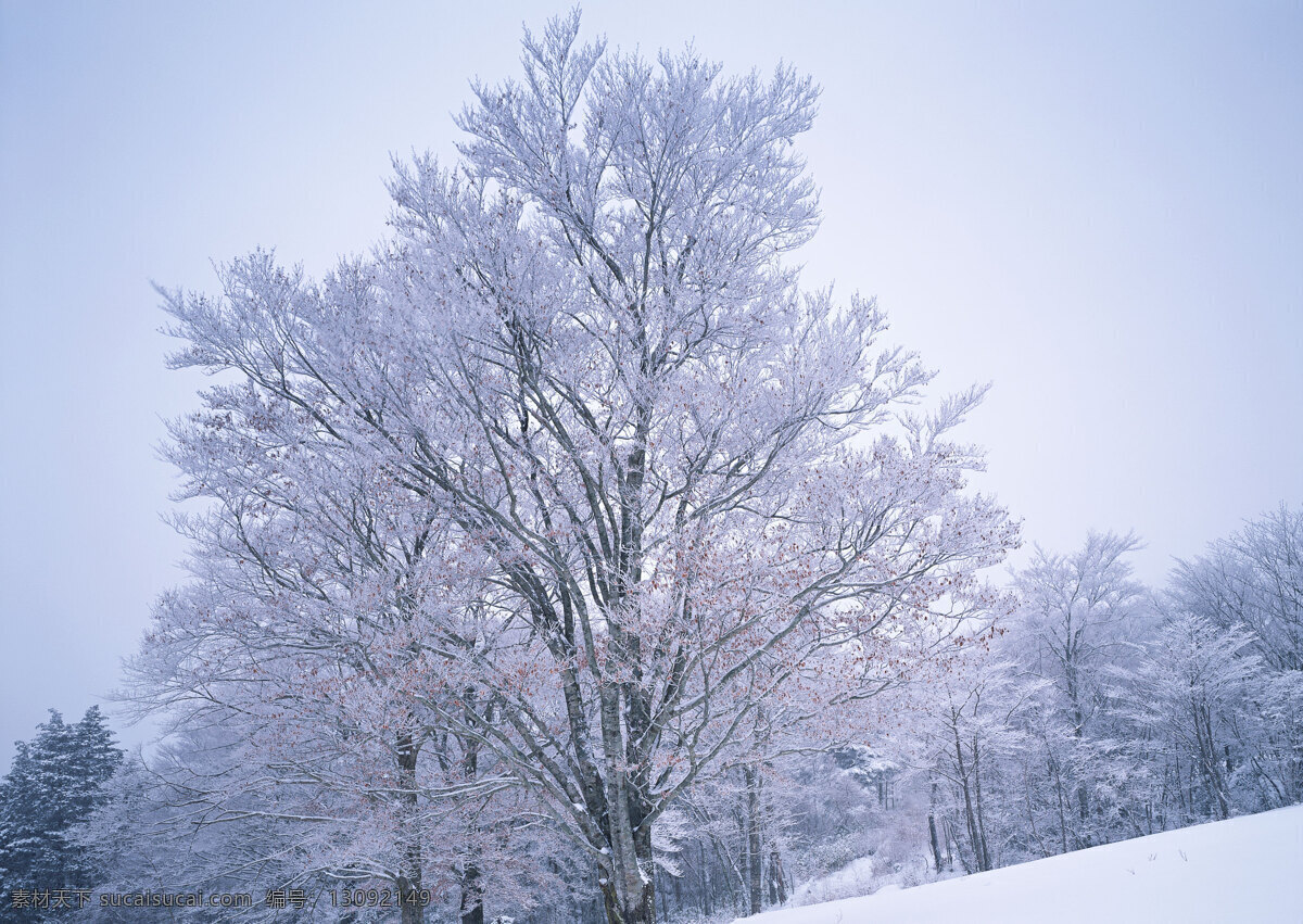 雪地 里 颗 树 自然 风景 书 天空 空旷 白云 一个树 安静 雾凇 花草树木 生物世界