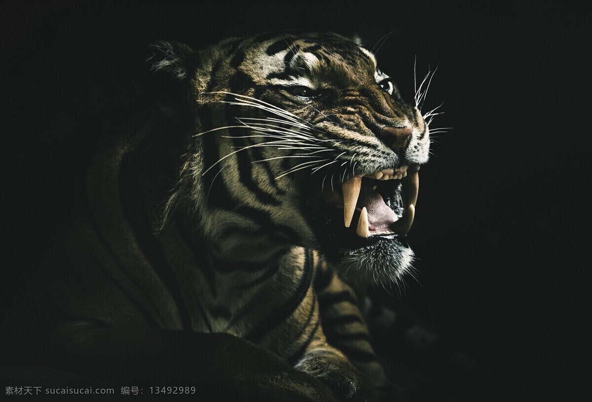 老虎 东北虎 华南虎 大猫 凶猛 凶猛野兽 百兽之王 打老虎 大老虎 虎皮 虎骨 兽皮 野兽 野生动物 动物园 白虎 美洲虎 非洲虎 虎皮膏药 老虎皮 老虎肉 老虎骨头 老虎牙齿 生物世界