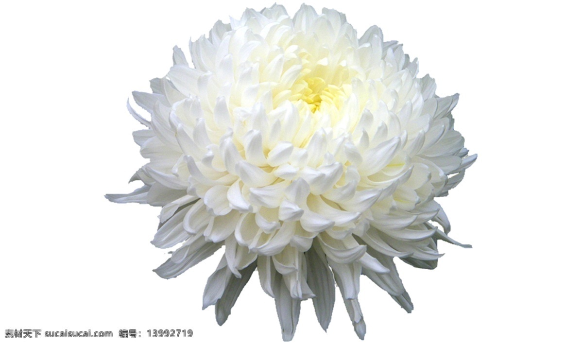 白 颜色 菊花 免 抠 透明 白颜色的菊花 元素 图形 菊花海报图片 菊花广告素材 菊花海报图