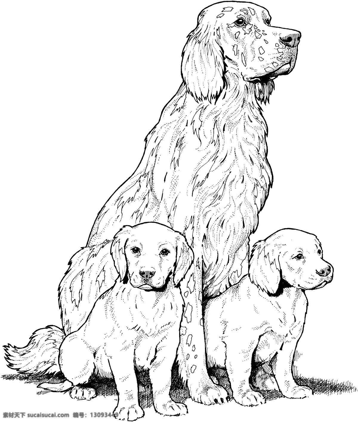 dog 犬科动物 狗 动物素描 动物手绘画 设计素材 动物专辑 素描速写 书画美术 白色