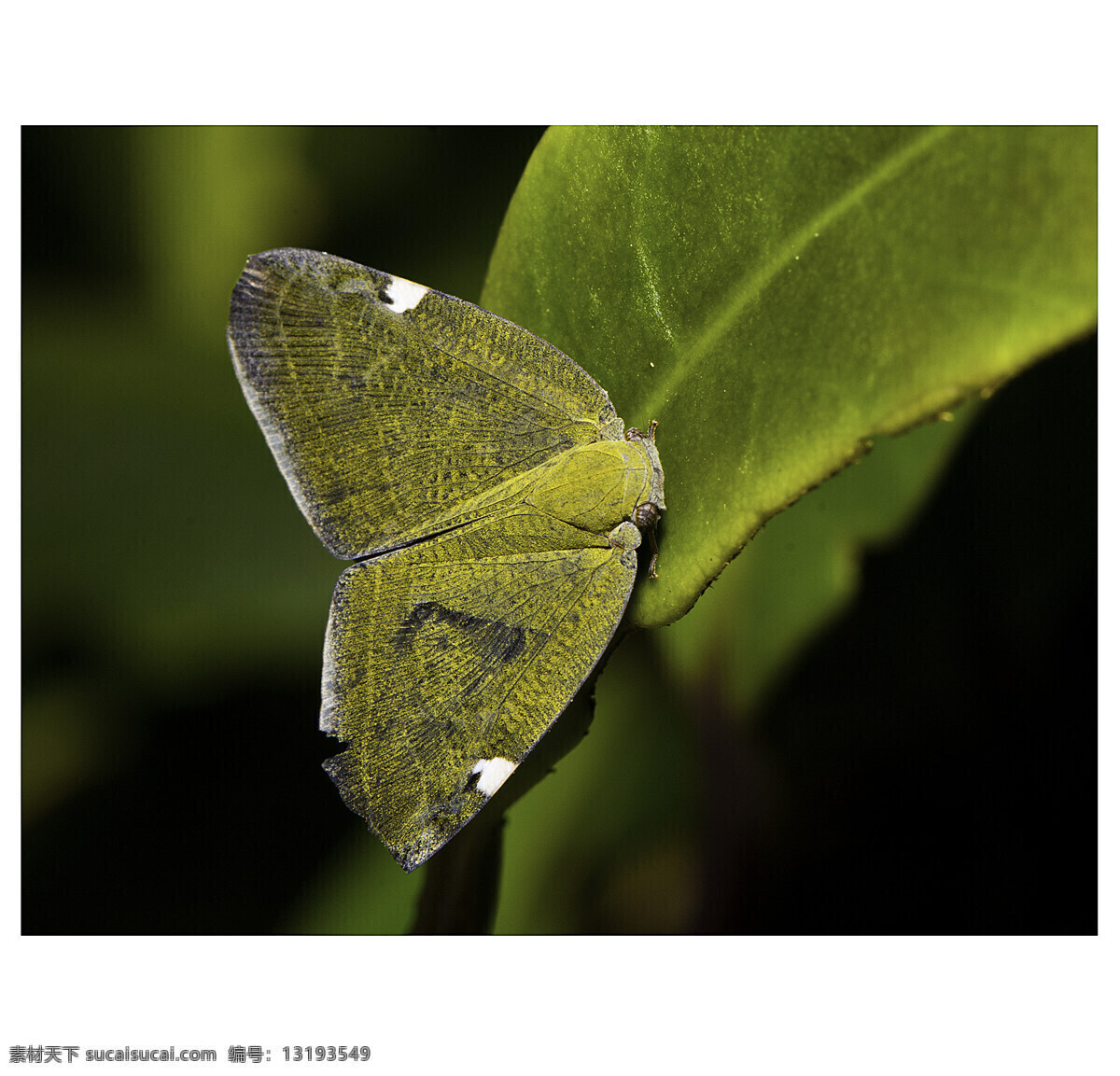 昆虫 生态 生物 生物世界 野生动物 自然 难以 发现 小 虫 自然界 生态摄影 虫与花草 野外摄影 昆虫爱好者