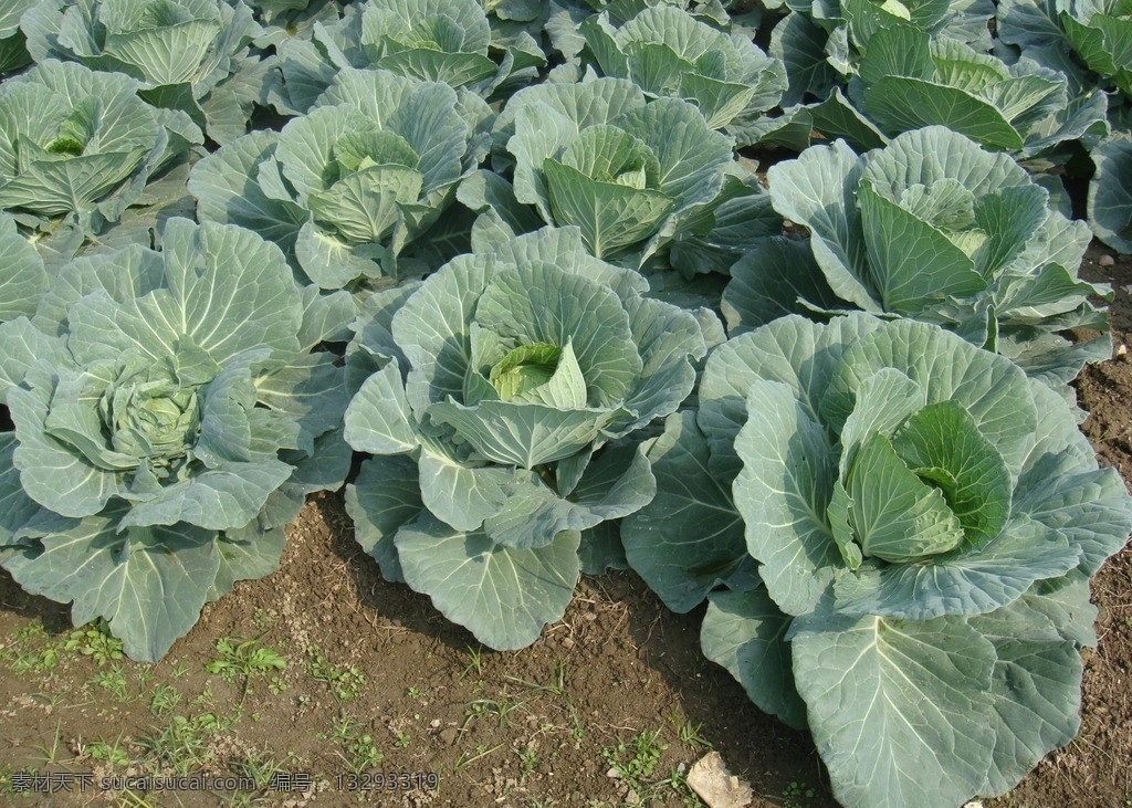 包菜 青菜 蔬菜 大白菜 生物世界