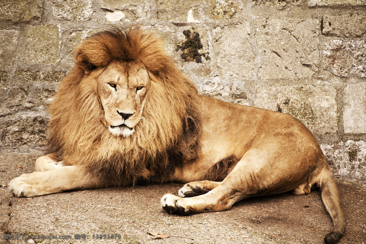 狮子 panthera leo 狮 lion 狻猊 大型猫科动物 哺乳动物 猫科动物 亚洲狮 非洲狮 刚果狮 加丹加狮 肯尼亚狮 喀麦隆狮 克鲁格狮 巴巴里狮 北非狮 阿特拉斯狮 开普狮 努比亚狮 罗斯福狮 塞内加尔狮 索马里狮 卡拉哈里狮 洞狮 雄狮