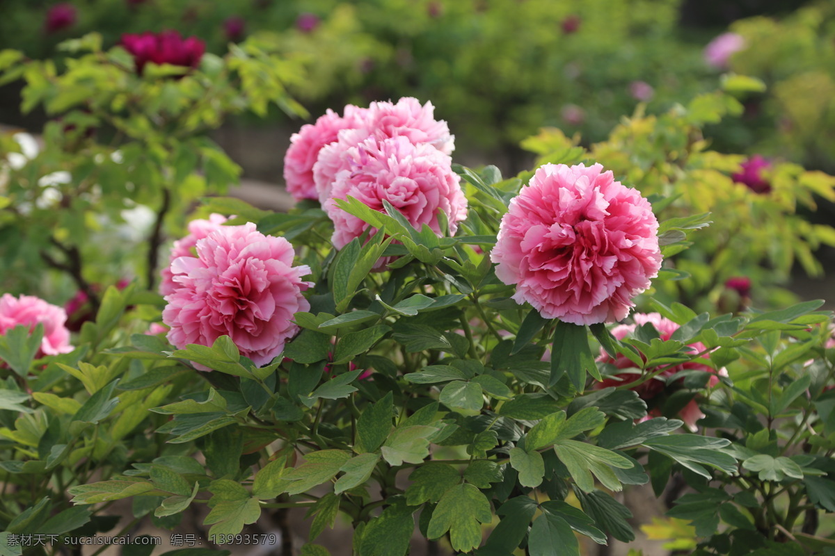 牡丹花 牡丹 花卉 花儿 花草 植物 园林绿化 绿化景观 花朵 花蕊 牡丹园 园艺 富贵牡丹 芍药牡丹 生物世界