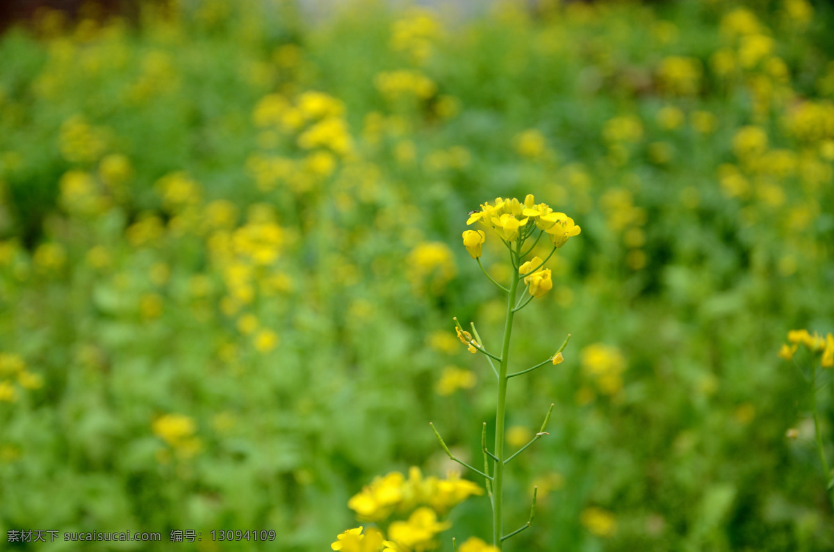 油菜花 春天 鲜活 花草 生物世界 绿色