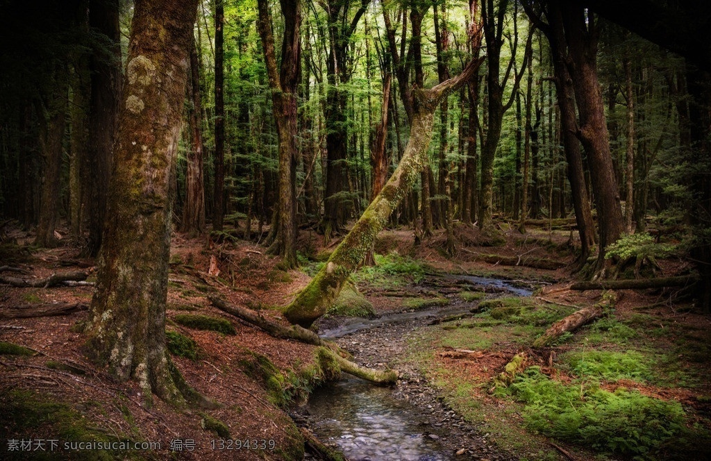 野外森林 野外 森林 树木 小溪 雨林 苔藓 自然 静谧 高 动态 风光摄影 自然风景 旅游摄影