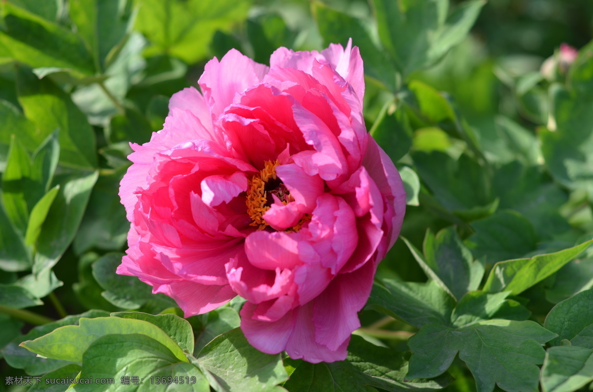 牡丹 春天 富贵 国花 花草 绿叶 牡丹花 生物世界 psd源文件