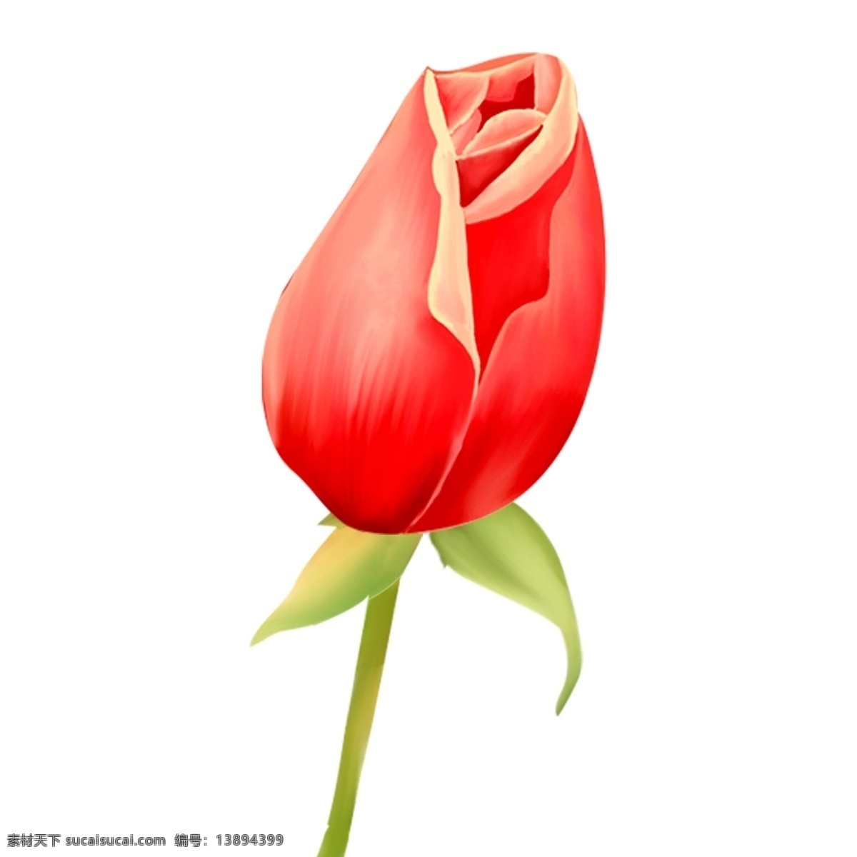 手绘 玫瑰 花苞 春天 元素 玫瑰花 玫瑰花苞 红色 万物复苏 春天元素 植物