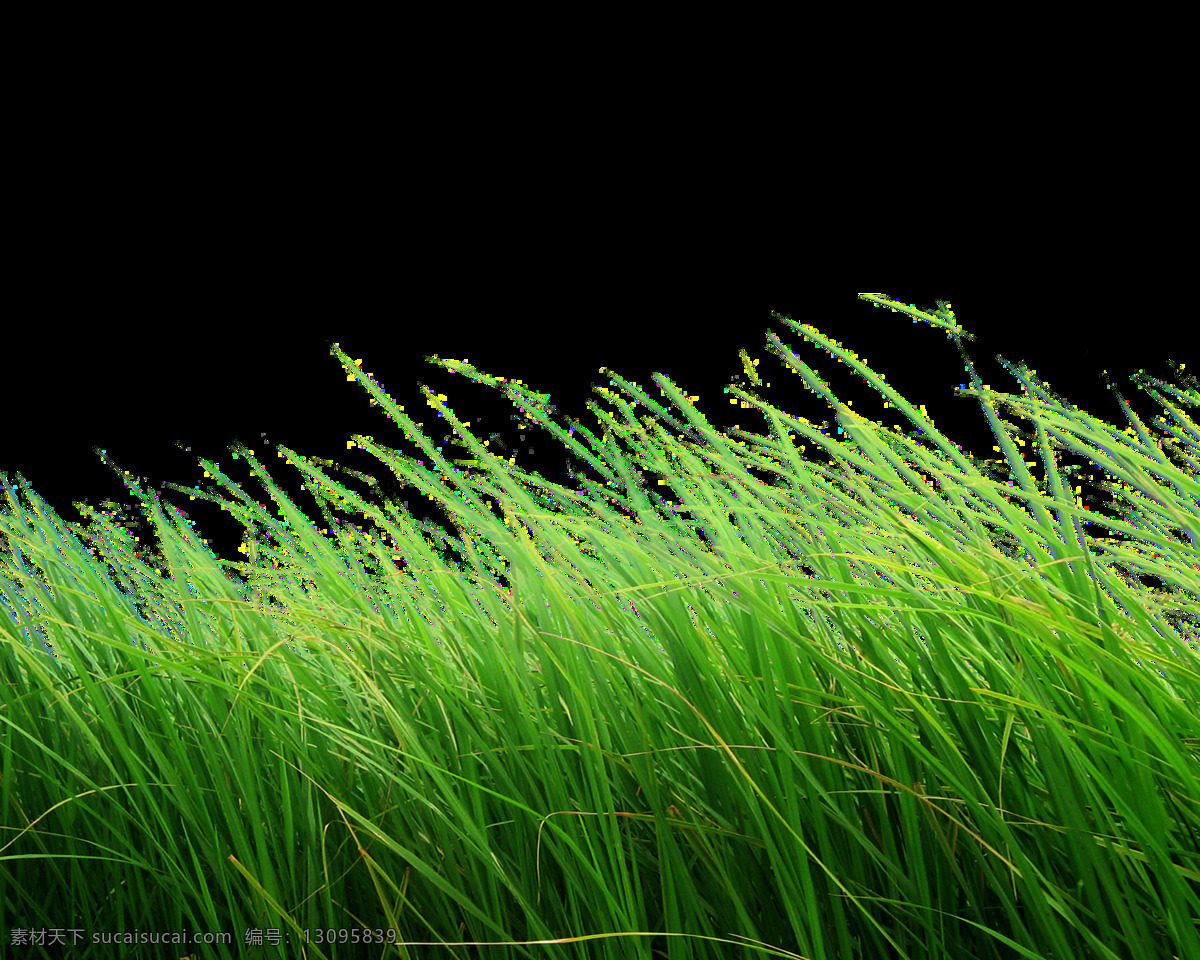 风 摆 片 绿 草 透明 绿色 免扣素材 透明素材 小草 叶片 植物 装饰图片