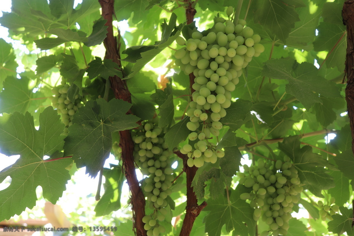 新疆葡萄 绿色 甜 大串葡萄 叶子 生物世界 水果