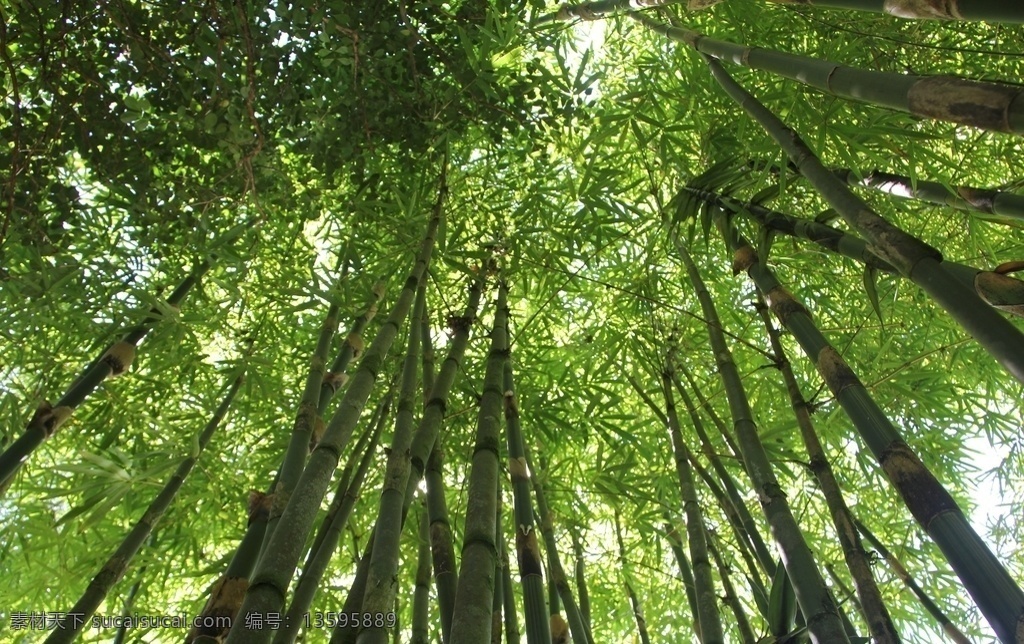 竹子图片 毛竹子 毛竹海 毛竹枝 毛竹叶 毛竹叶子 毛竹树枝 毛竹枝叶 毛竹干 毛竹竿 阳光竹子 毛竹背景 竹海 山水 风景竹子素材 竹子特写 高清竹子 高清竹叶 高清竹林 卡通竹子 手绘卡通 竹林 幽静 石阶 登山 徒步 绿色 翠竹 竹 竹节 楠竹 毛竹 南竹 江南竹 茅竹 竹子 园艺 绿植 竹子竹林 生物世界 树木树叶