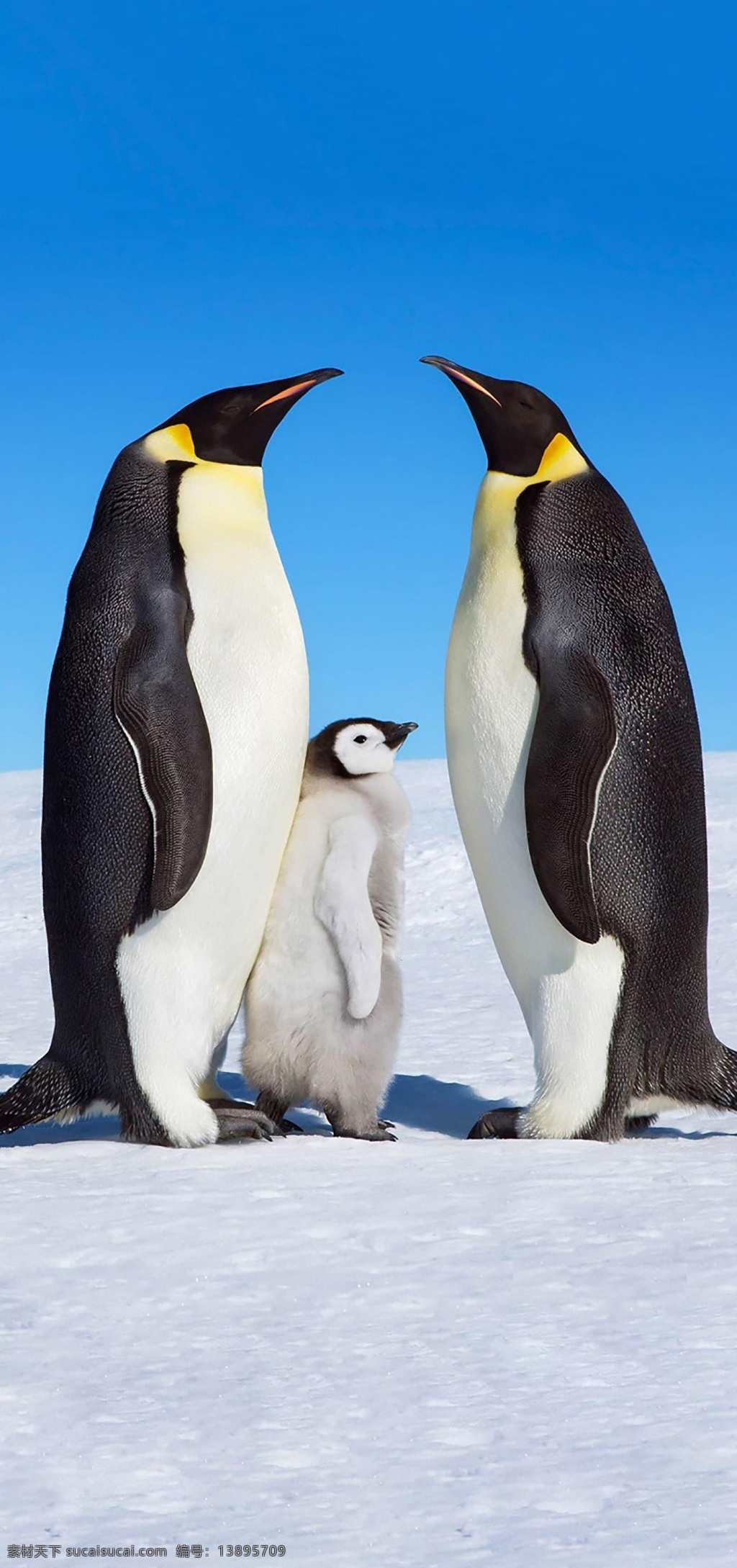 企鹅 南极 冰川 动物 寒冷 全球变暖 气候 生物世界 野生动物