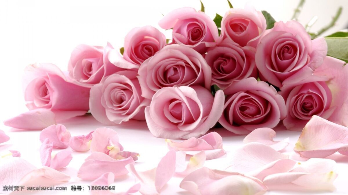 玫瑰花 玫瑰花苞 红玫瑰 白玫瑰 黄玫瑰 粉玫瑰 蓝玫瑰 紫玫瑰 蝴蝶兰 蓝色妖姬 七彩玫瑰 自贡玫瑰 含苞待放 月季 月季花 粉色玫瑰 花枝 插花 瓶艺 花束 玫瑰花束 一捧花 一束花 花瓣 花朵 花骨朵 花卉 花草 鲜花绿叶 鲜花 花海 玫瑰花海 花卉草植