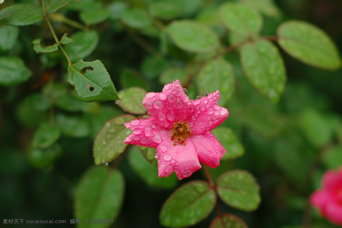 雨中花 花卉 植物 红花 盛开 一枝 露水 蔷薇花 花草 生物世界