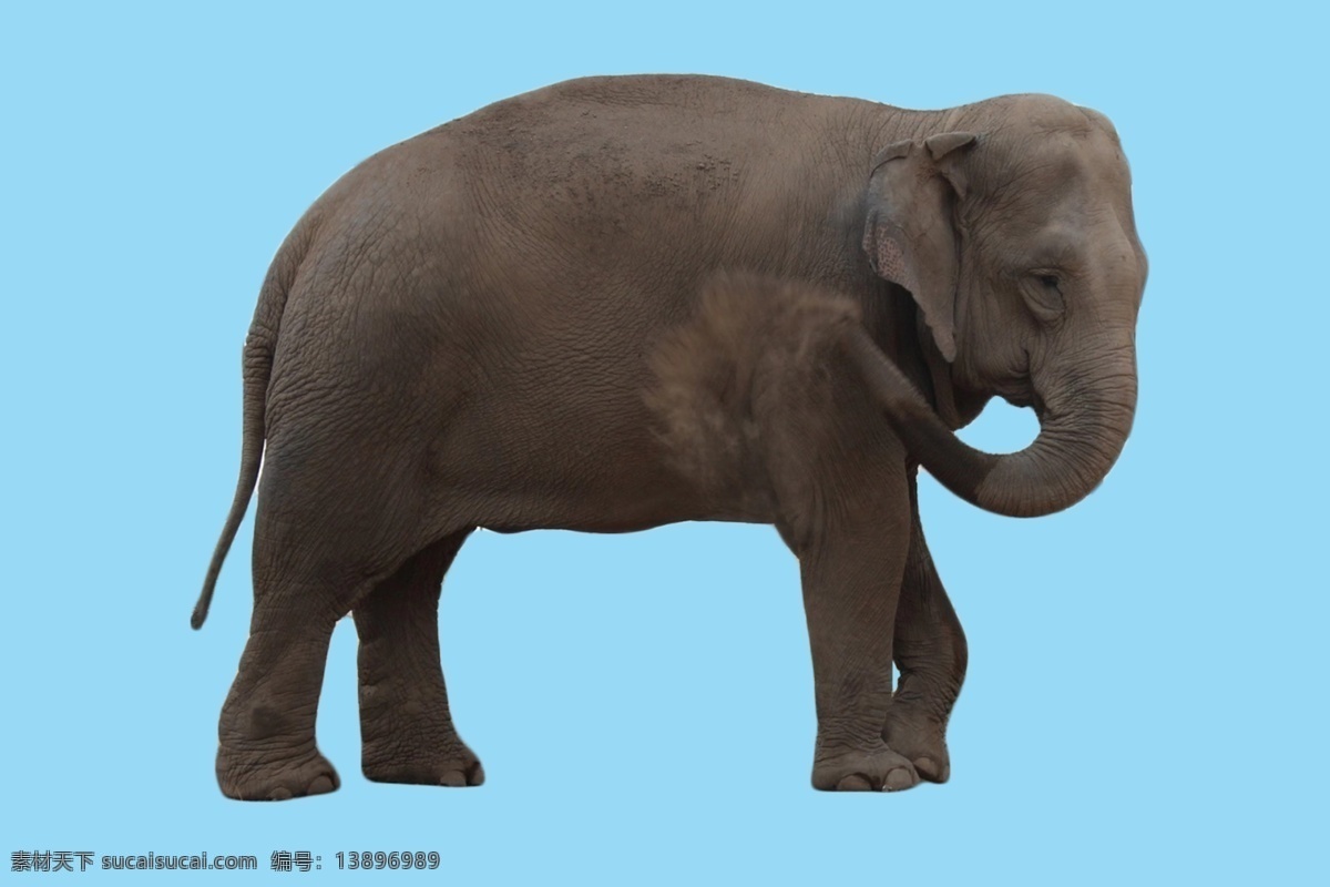 动物 大象素材 动物素材