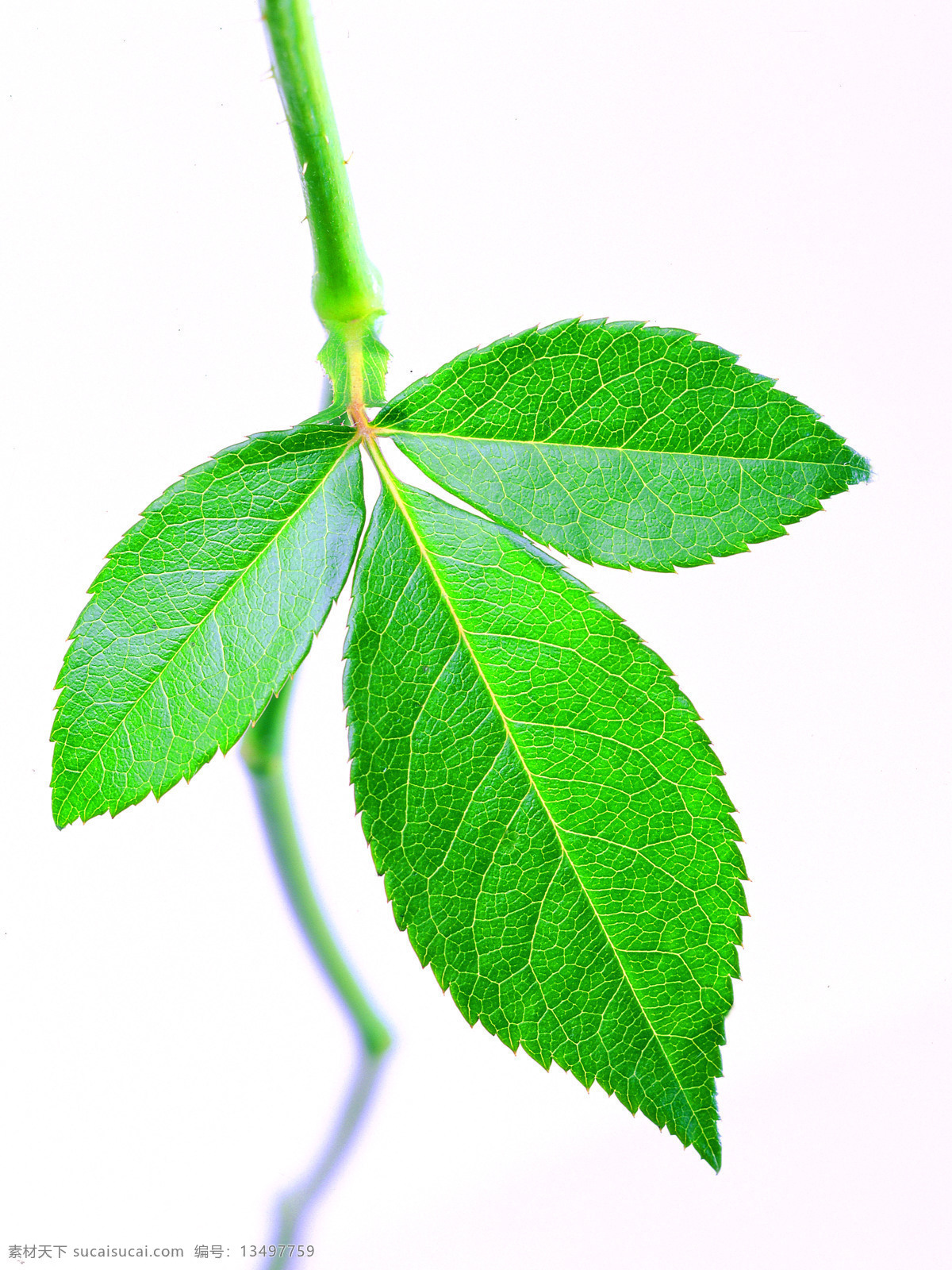 玫瑰枝叶 玫瑰 玫瑰枝 玫瑰叶 枝叶 绿色 植物 花卉 露水 露珠 花草 生物世界