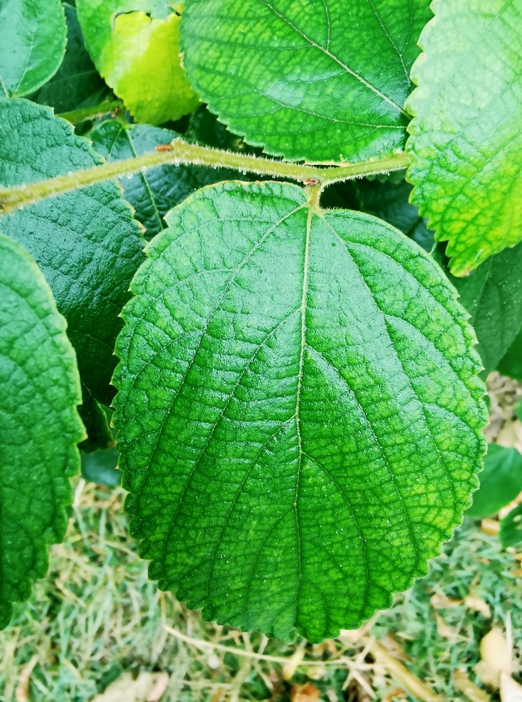 叶子 绿叶 花叶 植物 绿植 海报素材 微信素材 生物世界 树木树叶