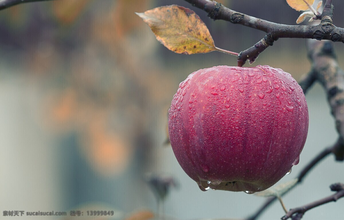 苹果 秋天 多汁 食品 水果 红色 新鲜 有机 健康 苹果水果图片 灰色