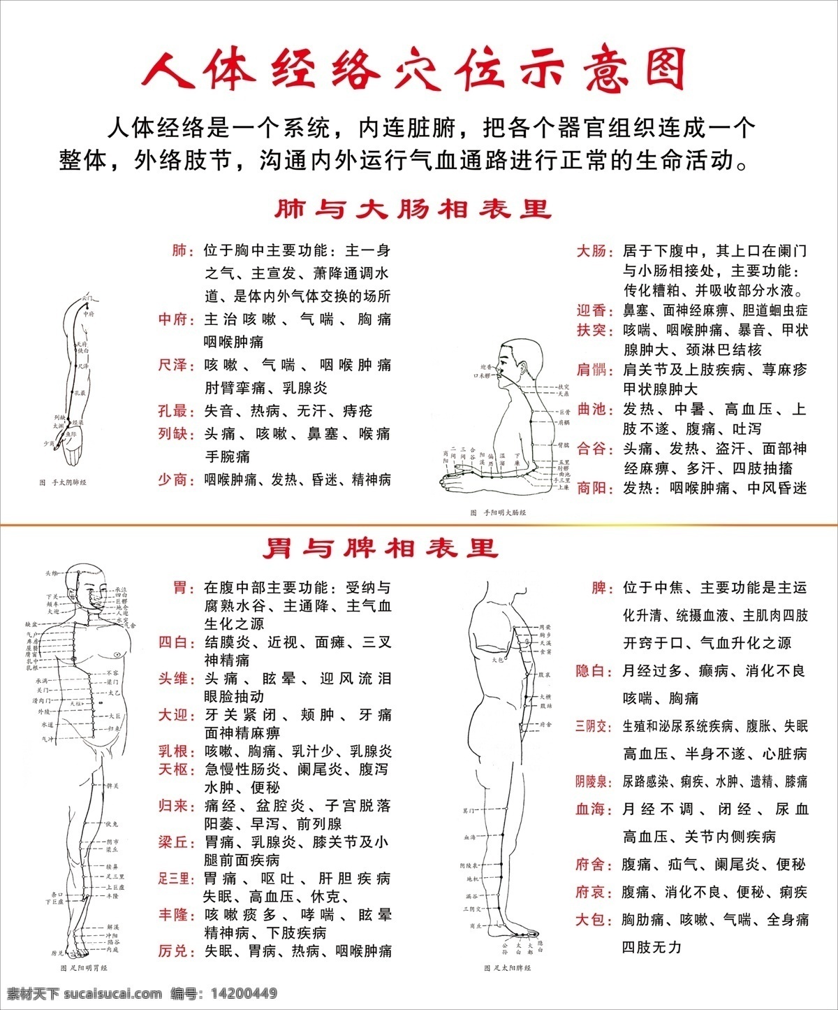 人体 经络 穴位 示意图 穴位图 肺 大肠 胃 脾 分层 源文件