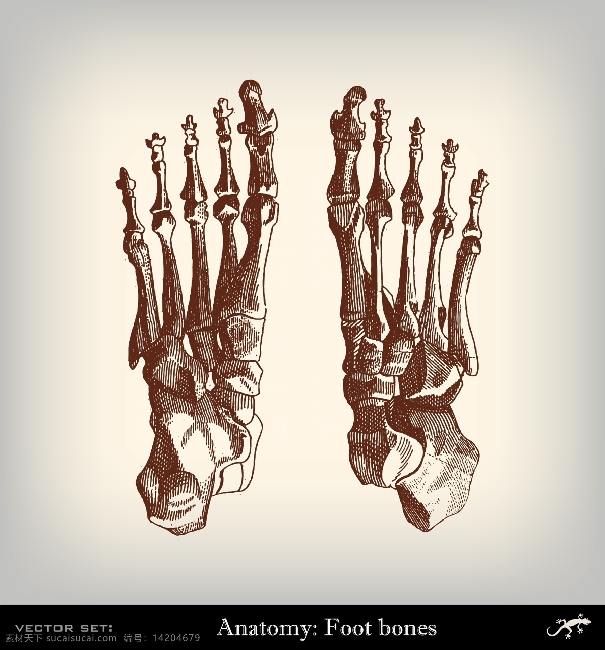 脚掌骨骼结构 脚掌骨骼 关节 人体器官 人体解剖学 医学插画 其他人物 矢量人物 矢量素材 白色
