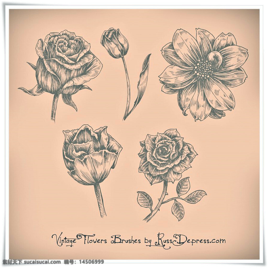漂亮 手绘 玫瑰花 鲜花 花朵 图案 ps 笔刷 印花笔刷 手绘花朵笔刷 玫瑰花笔刷 鲜花花朵笔刷