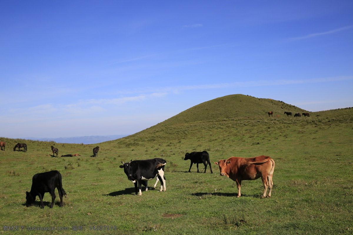 乌蒙 大 草原 牧场 乌蒙大草原 蓝天 牛群 山头 自然景观 自然风景