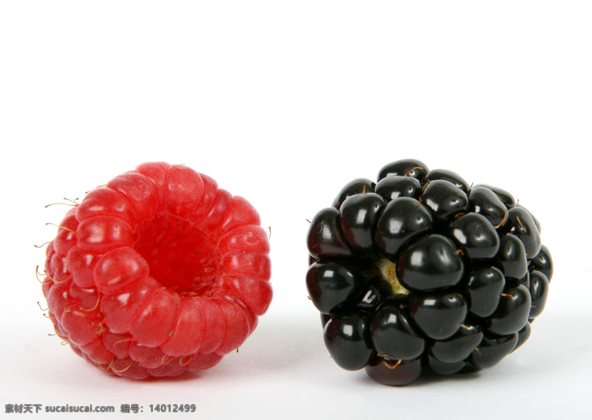 树莓 黑莓 特写 浆果 果实 水果
