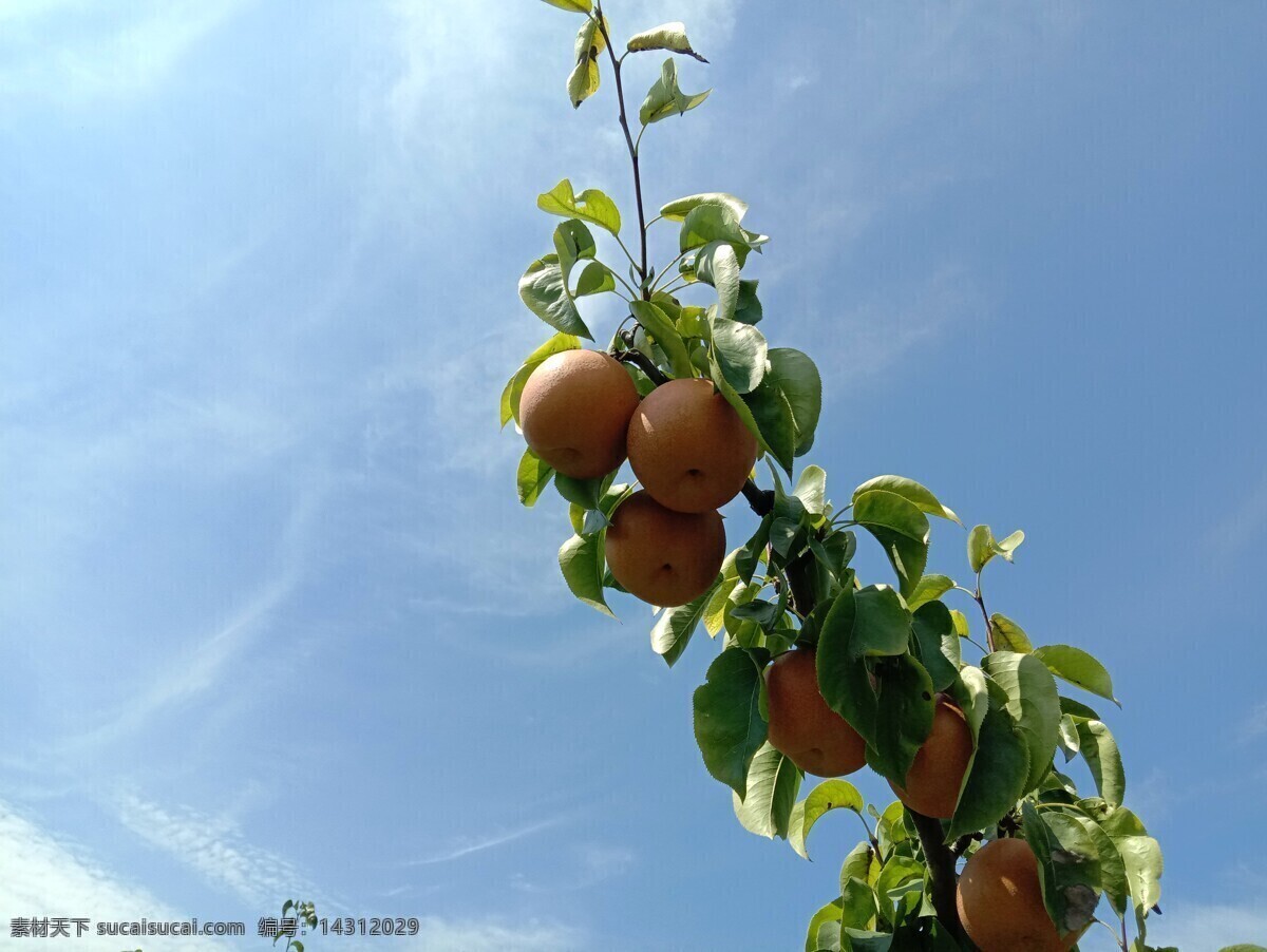 黄冠梨 酥梨 梨子 水果 果子 果实 自然景观 田园风光