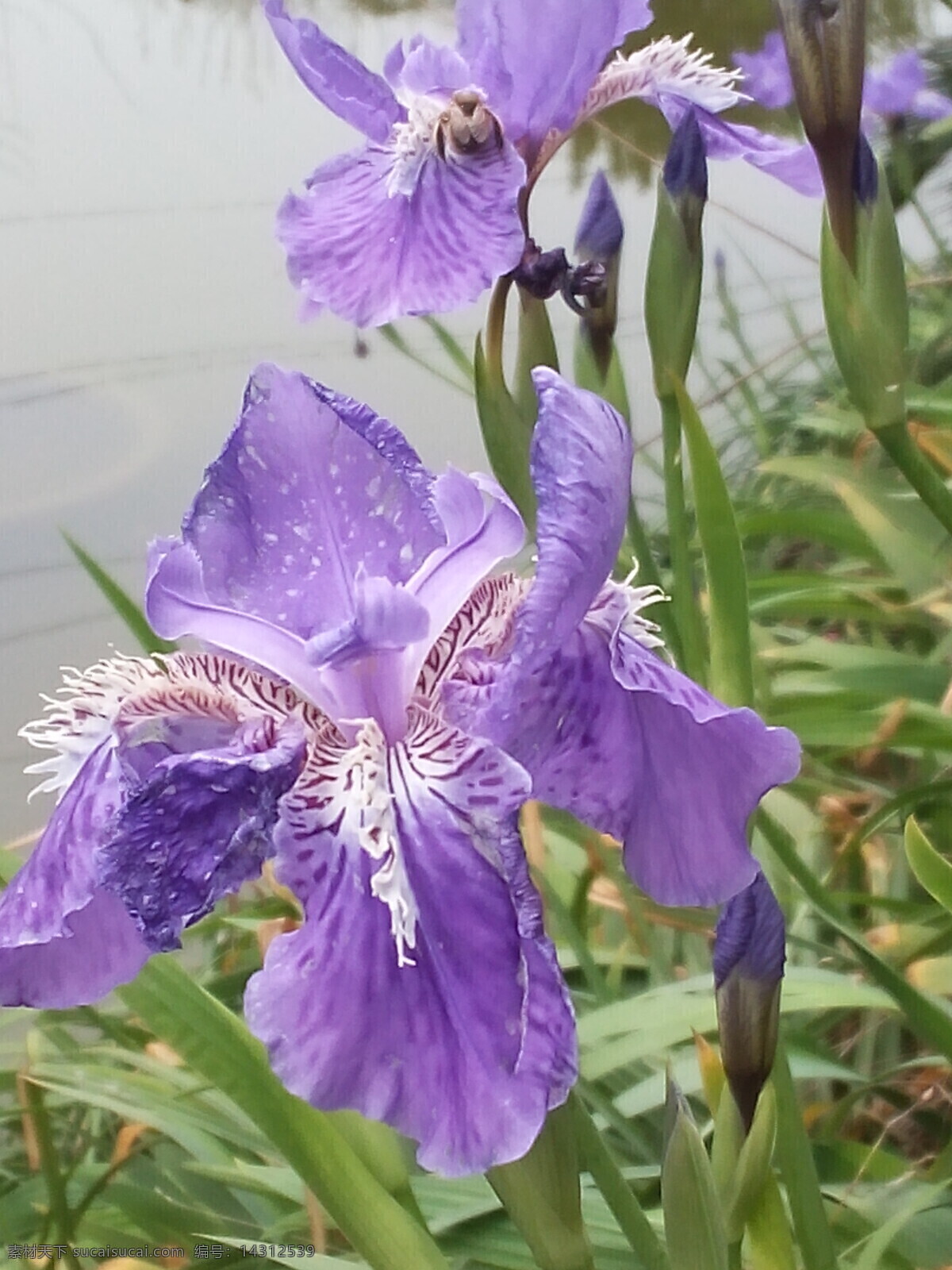 兰花 春花 花 景色 春季 花草 生物世界