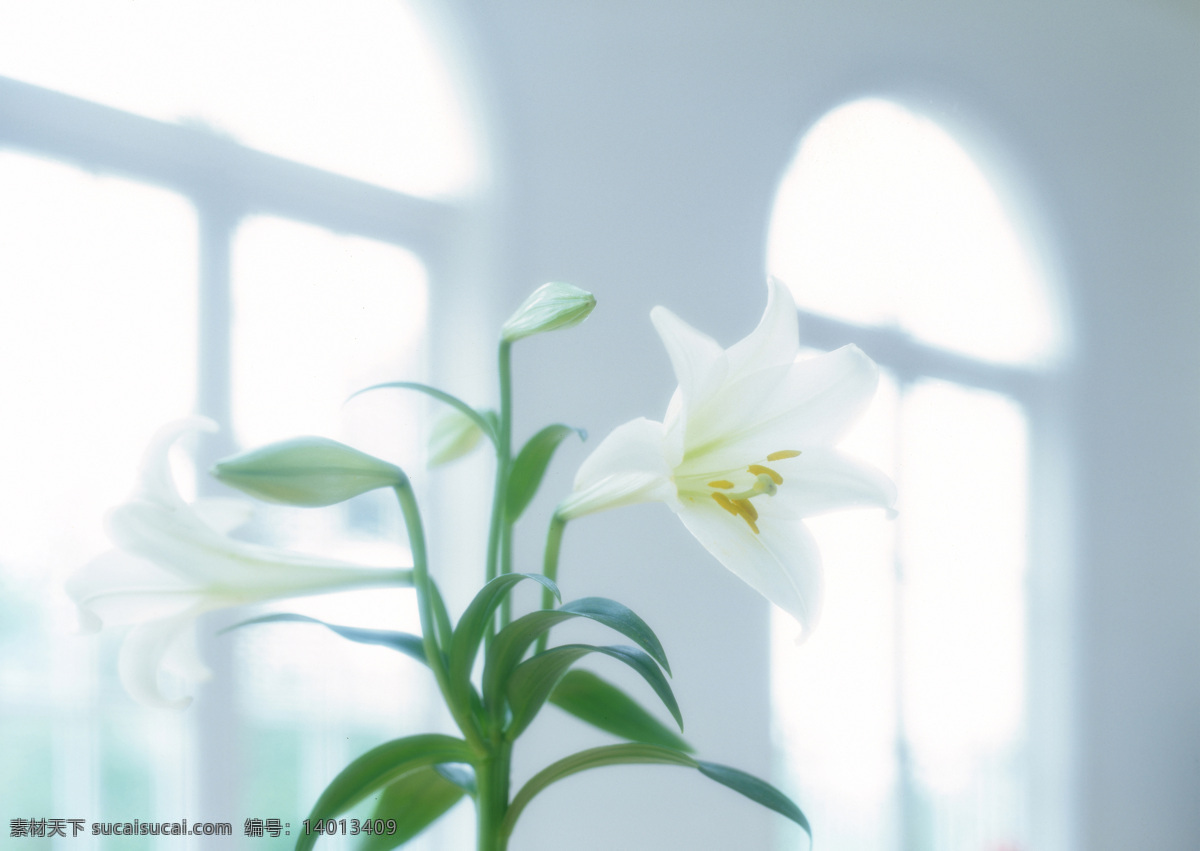 室内摄影 静物 物品 安静 唯美 鲜花 百合花 窗户 朦胧 室内设计 环境家居 白色