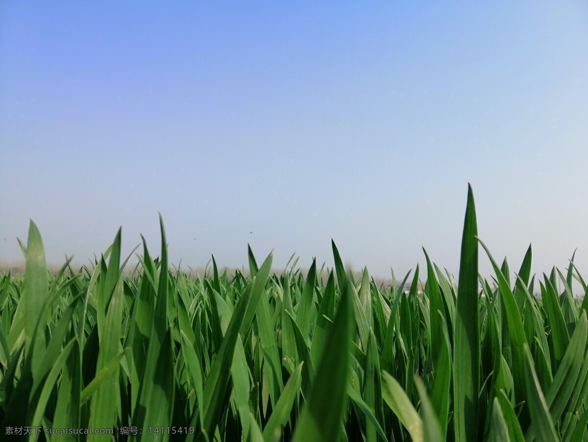 绿色麦田 农作物 春色 自然 小麦 春天 自然景观 田园风光