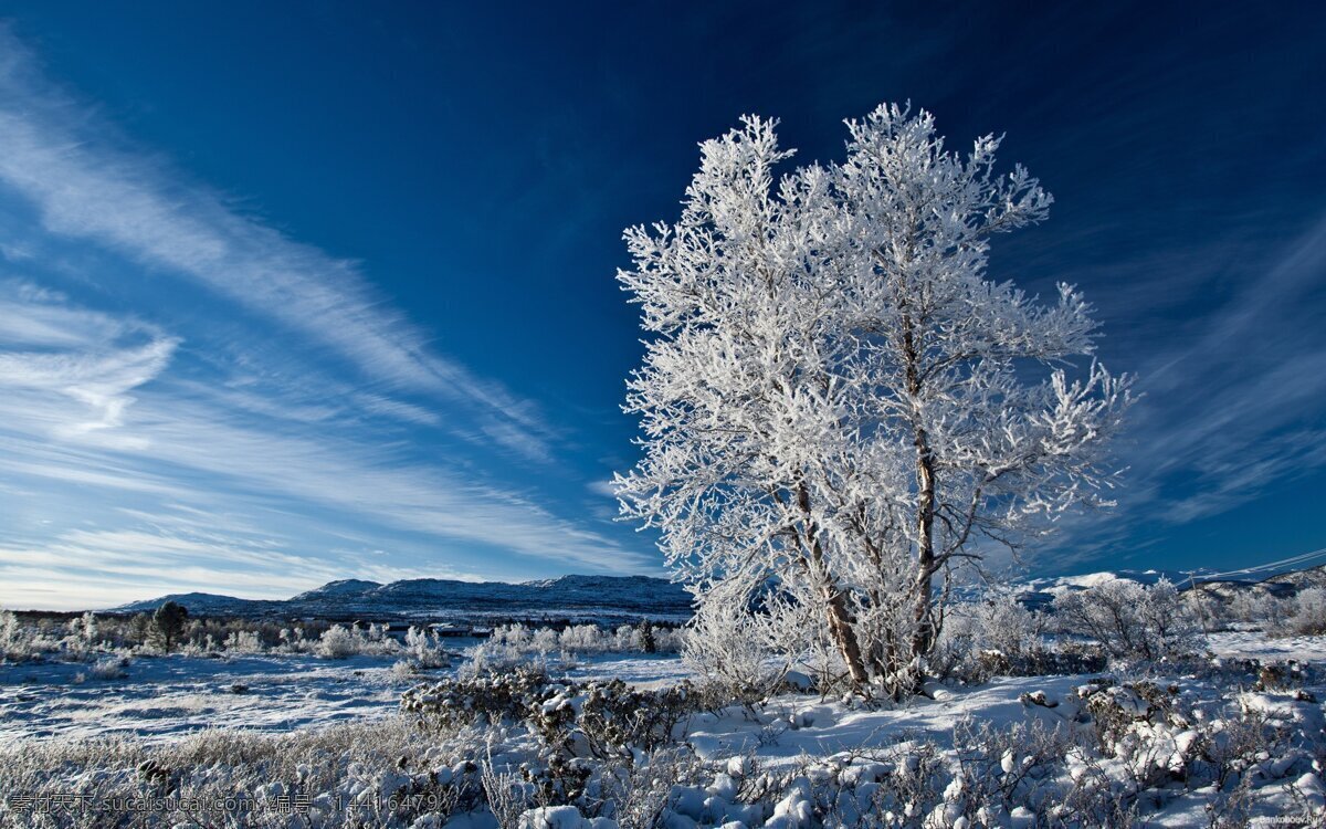 冬天 风景 冬天的树 枯树 天空 落叶 蓝天 树木树叶 生物世界 冰雪 下雪 植物 国外旅游 旅游摄影