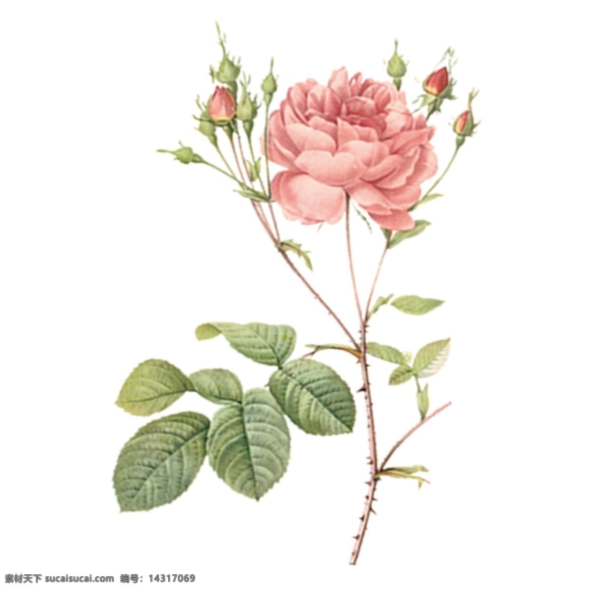 手绘 漂亮 花朵 玫瑰花 花蕾 装饰素材