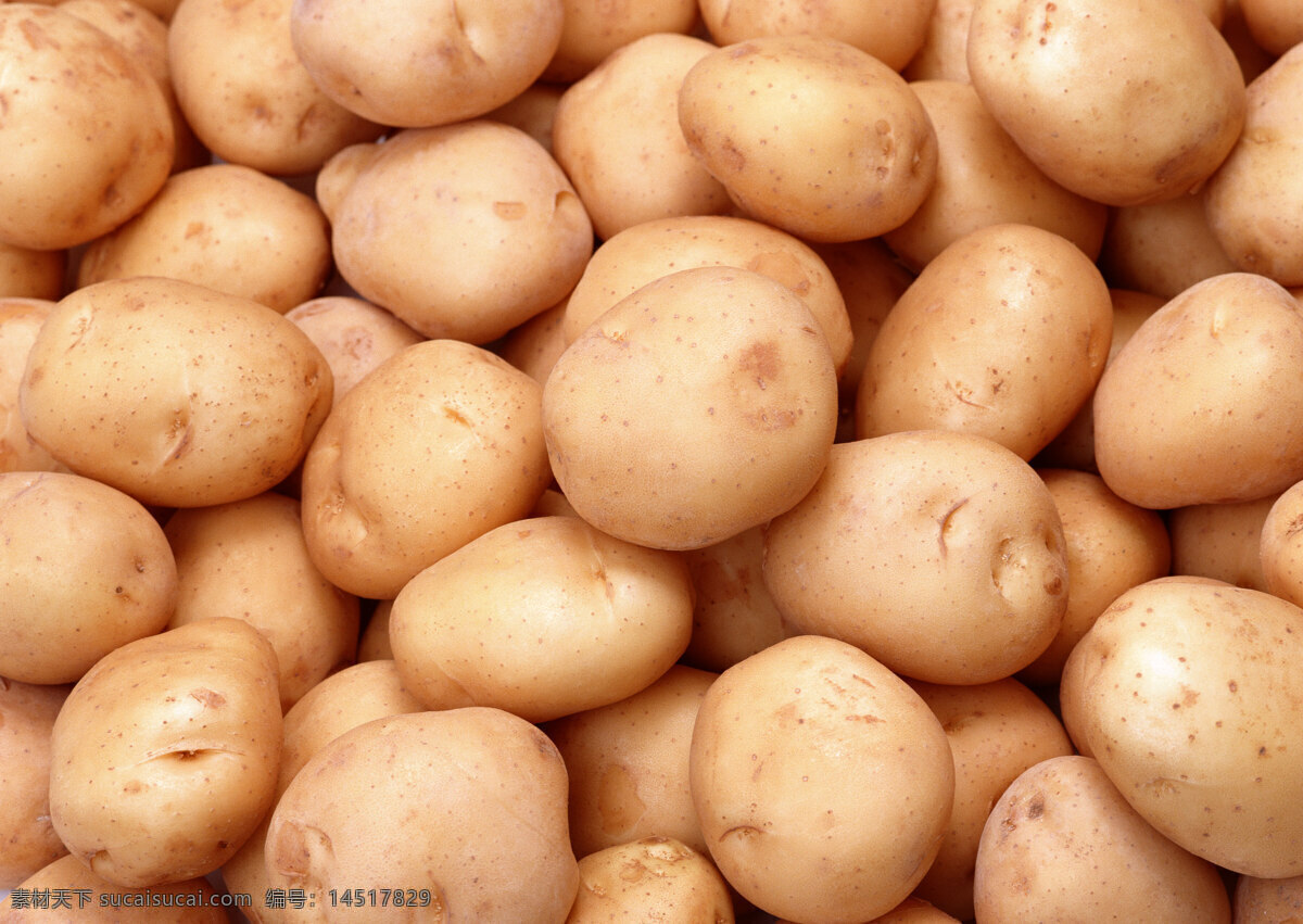 马铃薯土豆 生物世界 蔬菜 摄影图库