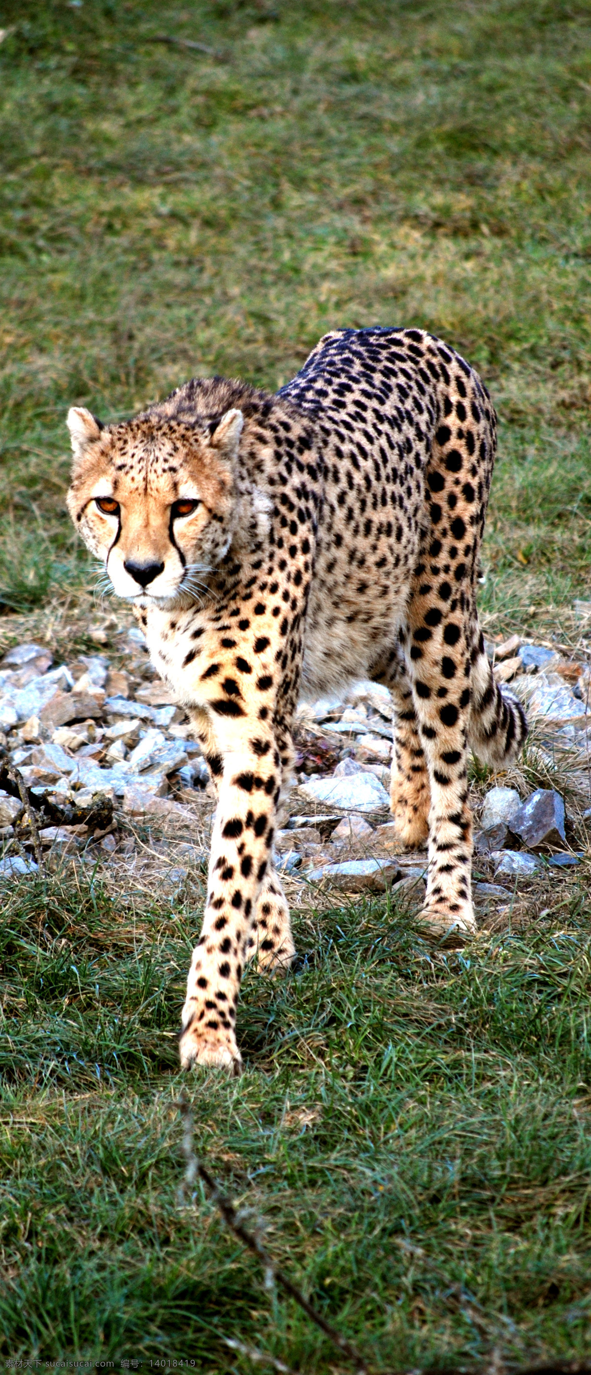 猎豹 动物摄影 动物图片 豹 豹子 金钱豹 豹子图片 食肉动物 野生动物 猫科动物 生物世界