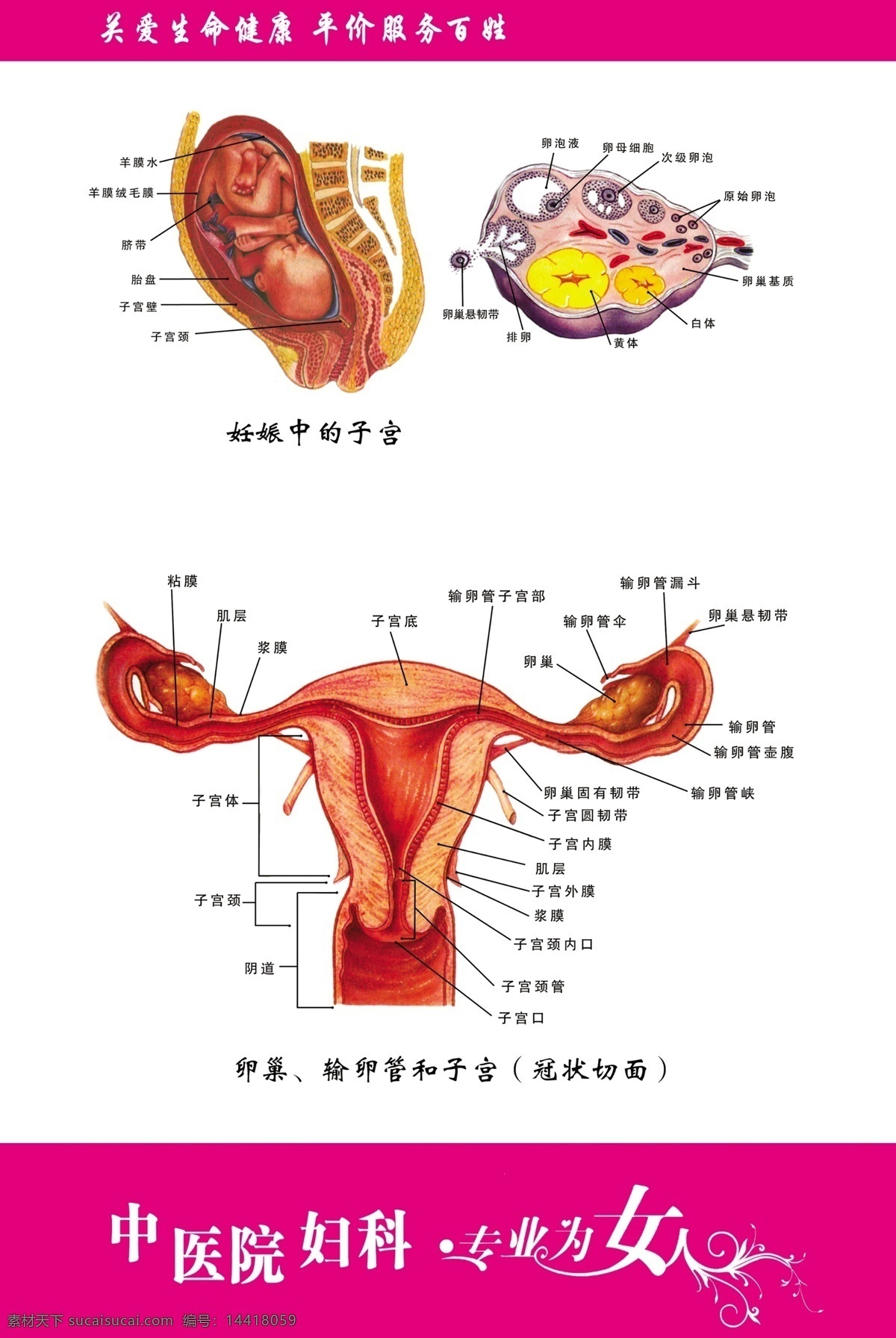 妇科展板 医院 花纹 展板模板 广告设计模板 源文件