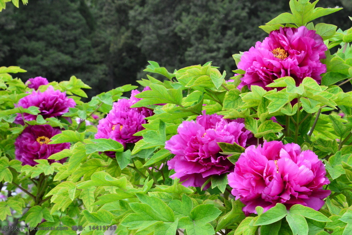 牡丹花 牡丹 鼠姑 木芍药 百雨金 洛阳花 花卉 花儿 花草 植物 园林绿化 绿化景观 花朵 芍药牡丹 生物世界