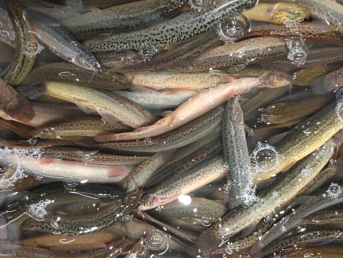 泥鳅 鱼 虾 蟹 水产品 海鲜 生物世界 鱼类