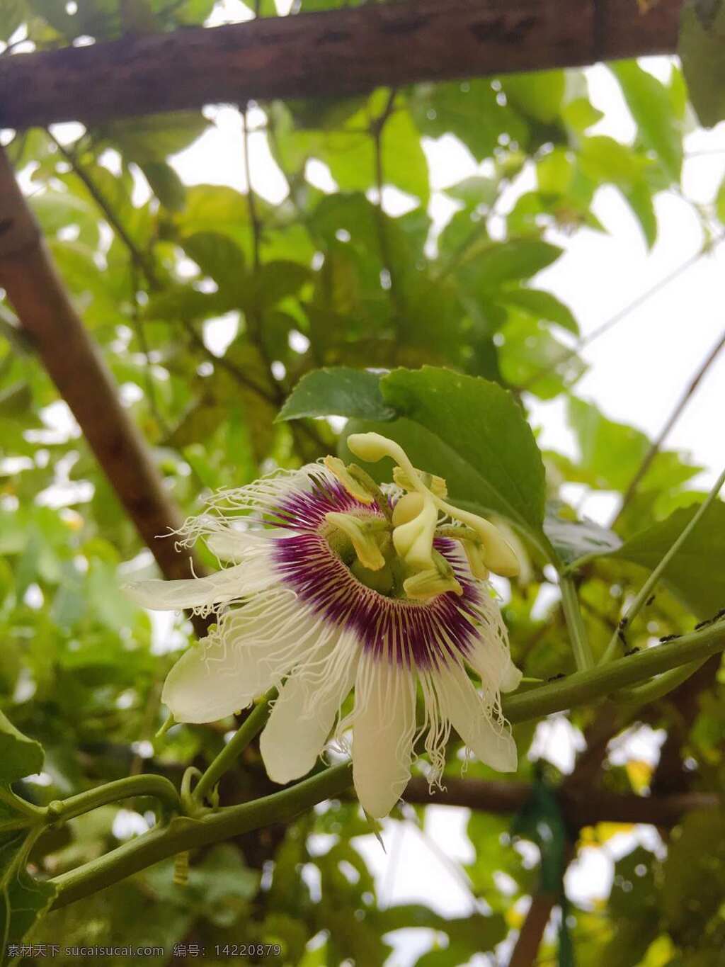 花卉花束 花卉 花束 花朵 鲜花 花草 花枝 生物世界