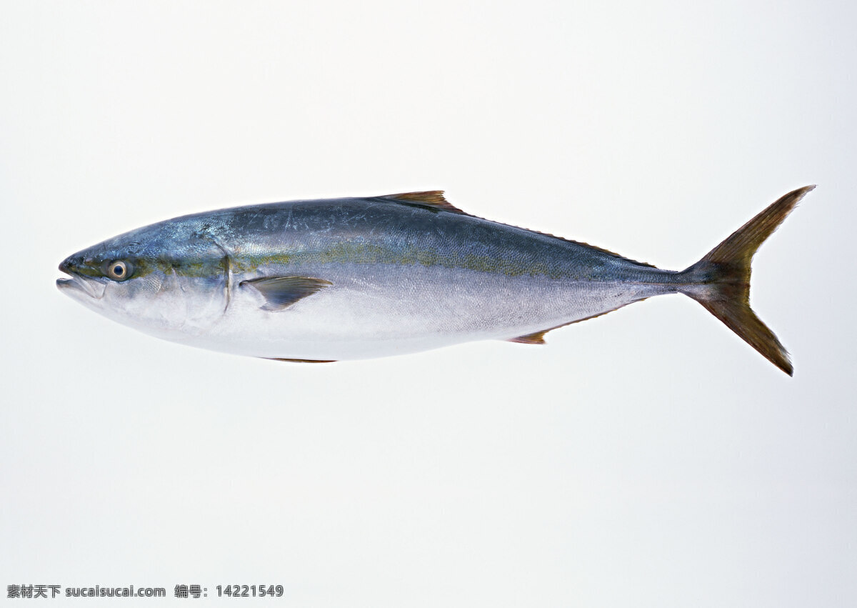 鱼 海洋 河流 长江 水生物 鱼的摄影 生物世界 鱼类