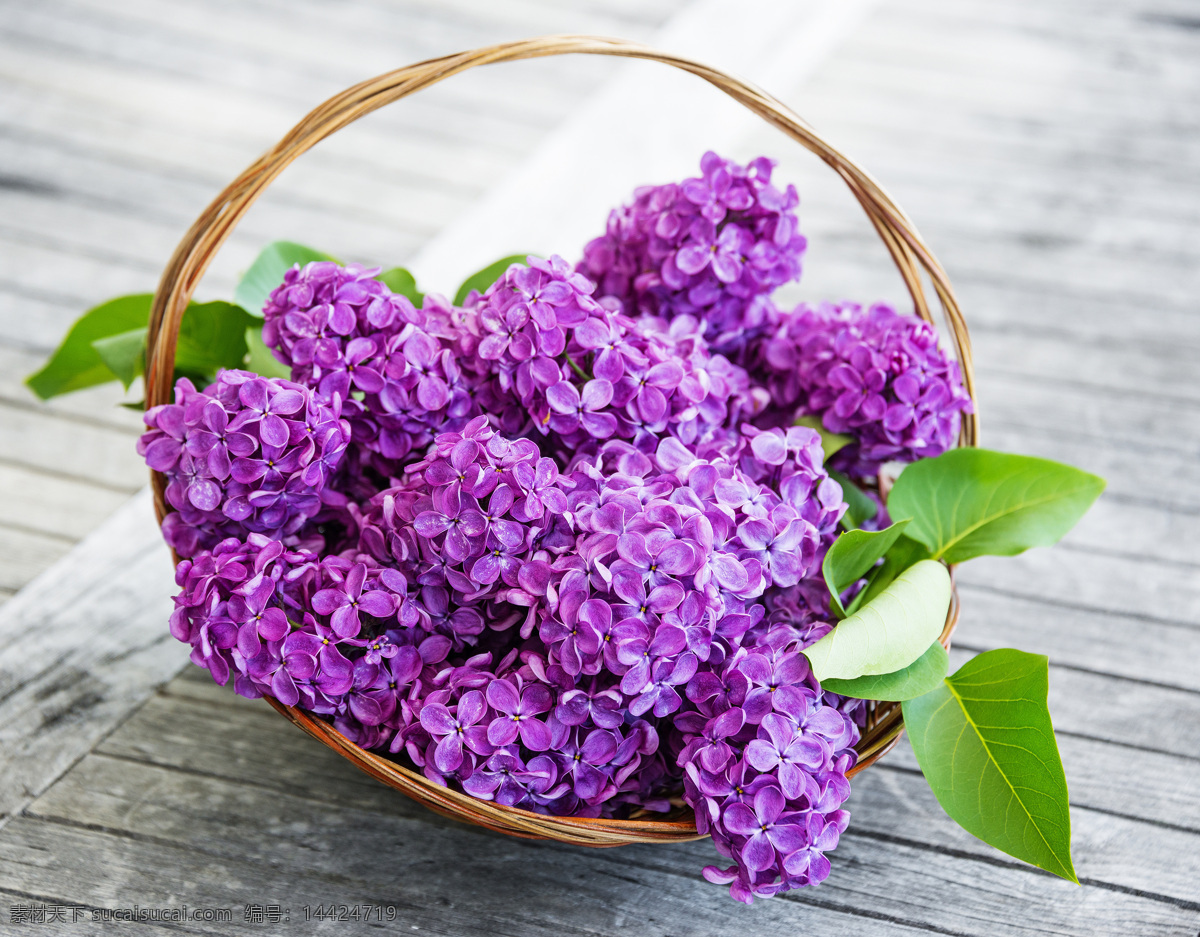 紫色 丁香花 紫色花朵 紫丁香 花卉 花朵