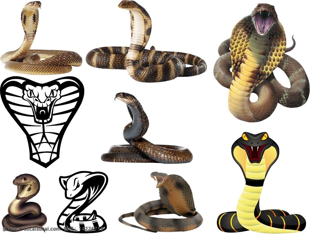 眼镜蛇 免 扣 高清 素材图片 眼镜蛇png 眼镜蛇psd 眼镜蛇素材 动物 各种 生物世界 野生动物