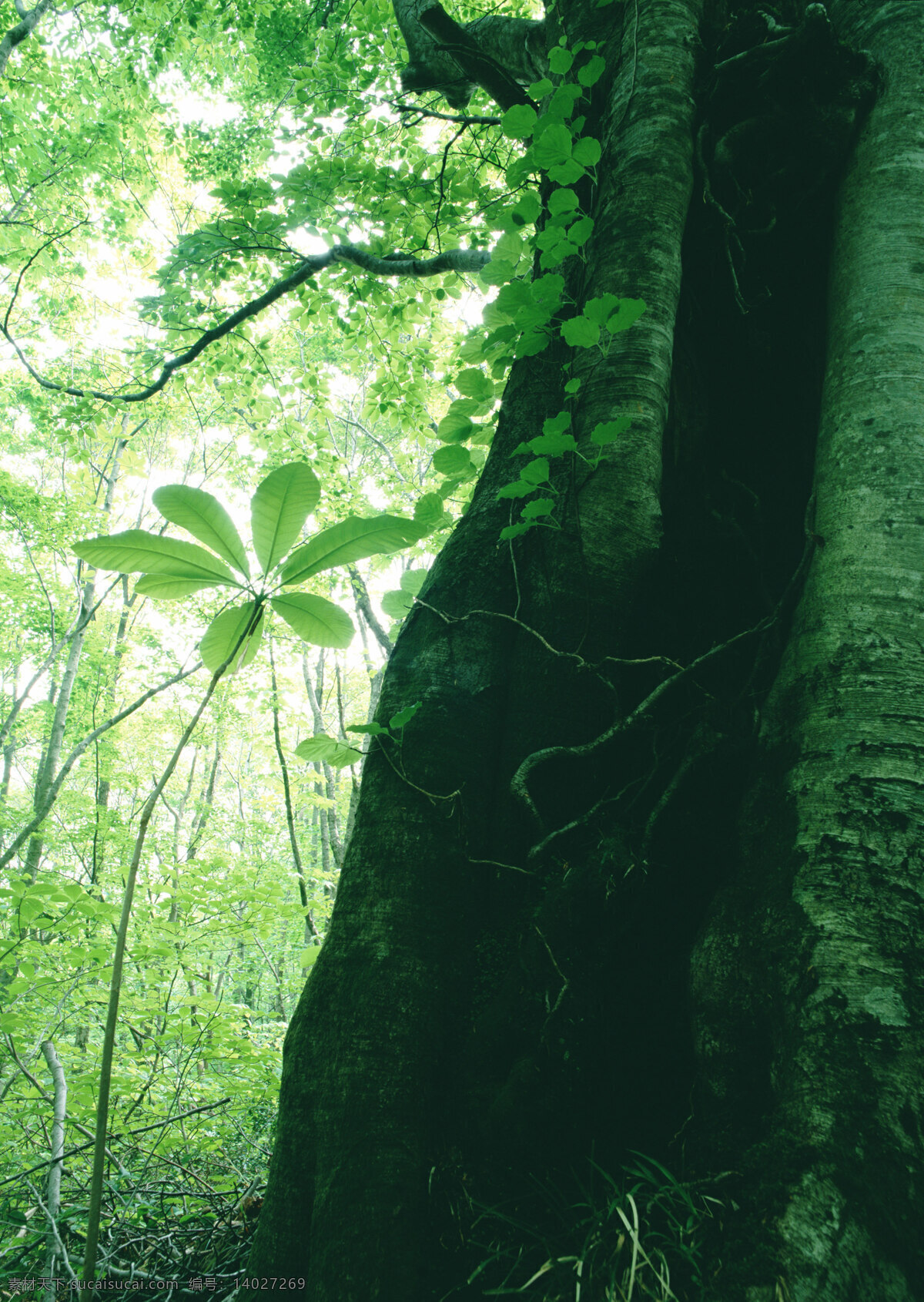 树林图片 森林树木 树林风景图片 树林高清图片 树木树叶 植物素材 生物世界 高清图片 花草树木