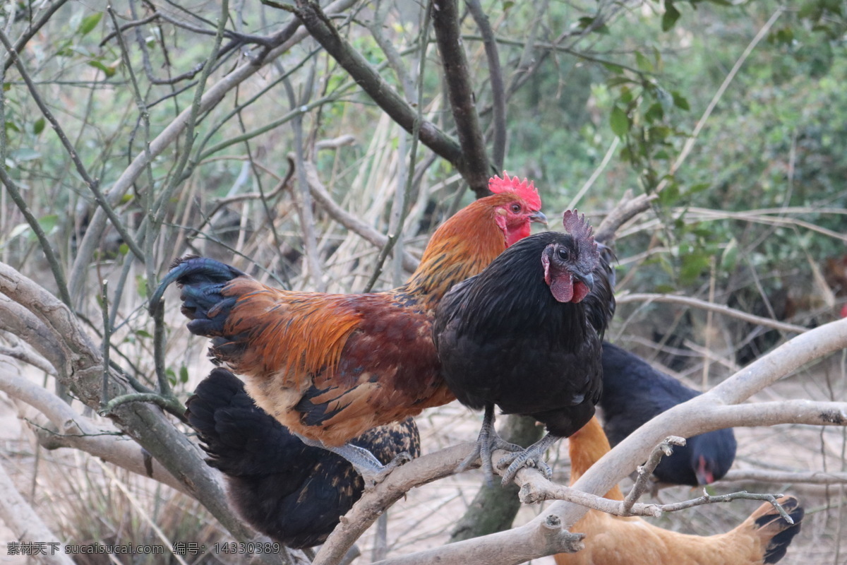 土鸡上树摄影 土鸡 树上 土鸡素材 线鸡 五黑鸡 摄影高清素材