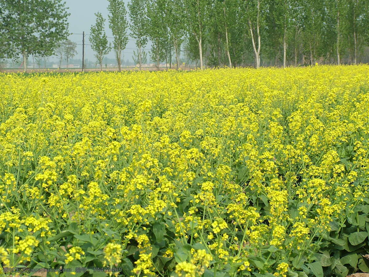 菜花 黄花 油菜花 遍地黄花 菜籽花 生物世界 花草