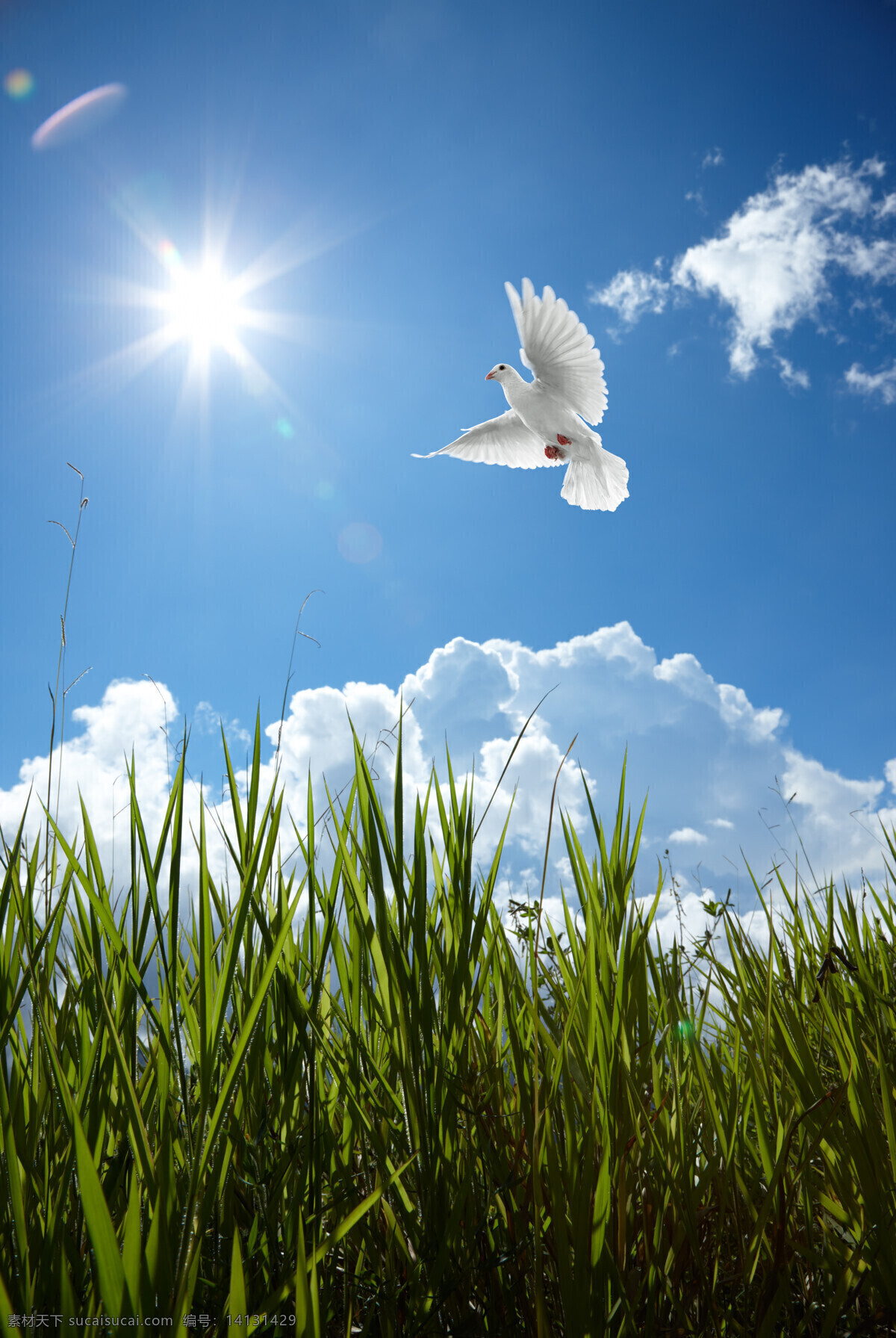 蓝天 中 飞翔 鸽子 白云 白鸽 和平鸽 草地 高清图片 空中飞鸟 生物世界