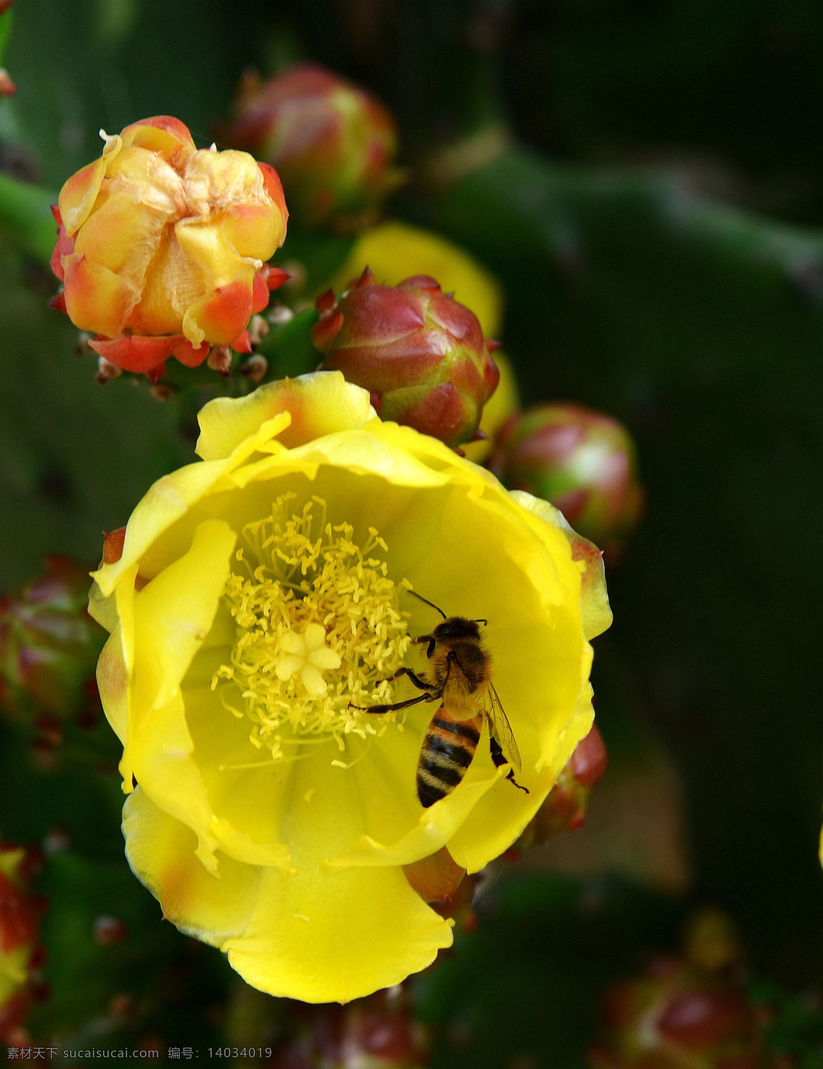 仙人掌 花 蜜蜂