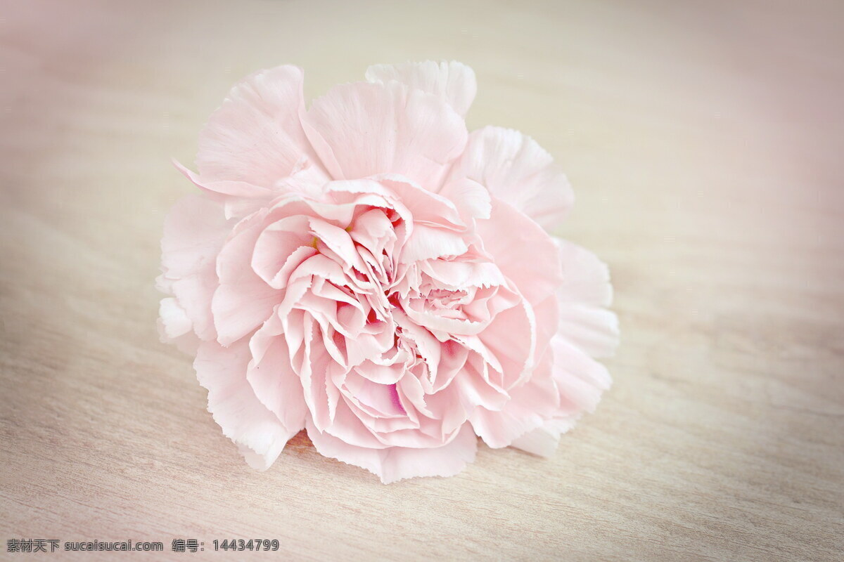 粉色 康乃馨 粉康乃馨 粉嫩花朵 鲜花 花朵