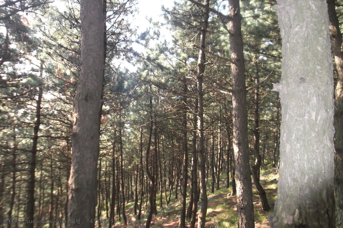 太行山绿化 树林 野外 深山 荒山 松树林 旅游摄影 自然风景 黑色